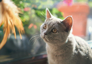 研究证明猫能听懂自己的名字！但TA不愿理你？