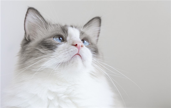 猫可以吃阿莫西林消炎药吗