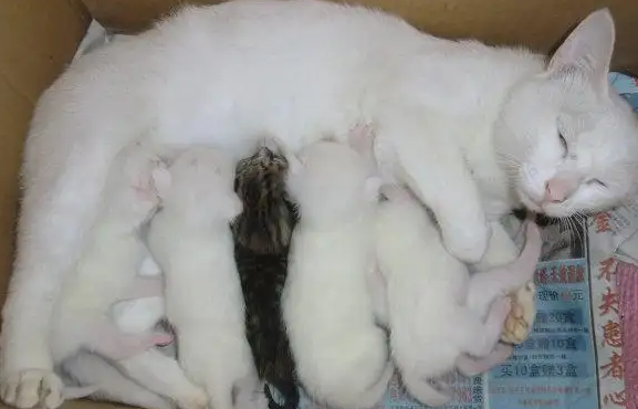 母猫隔多久可以生第二窝