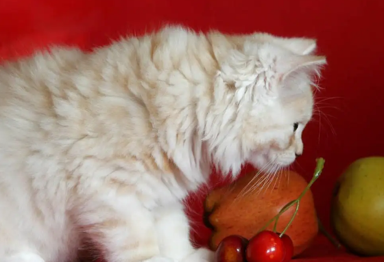 猫能吃樱桃肉吗