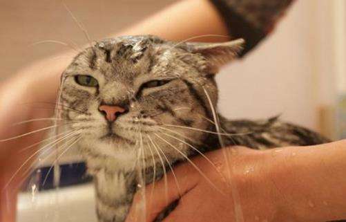 二个月小猫洗澡会死吗