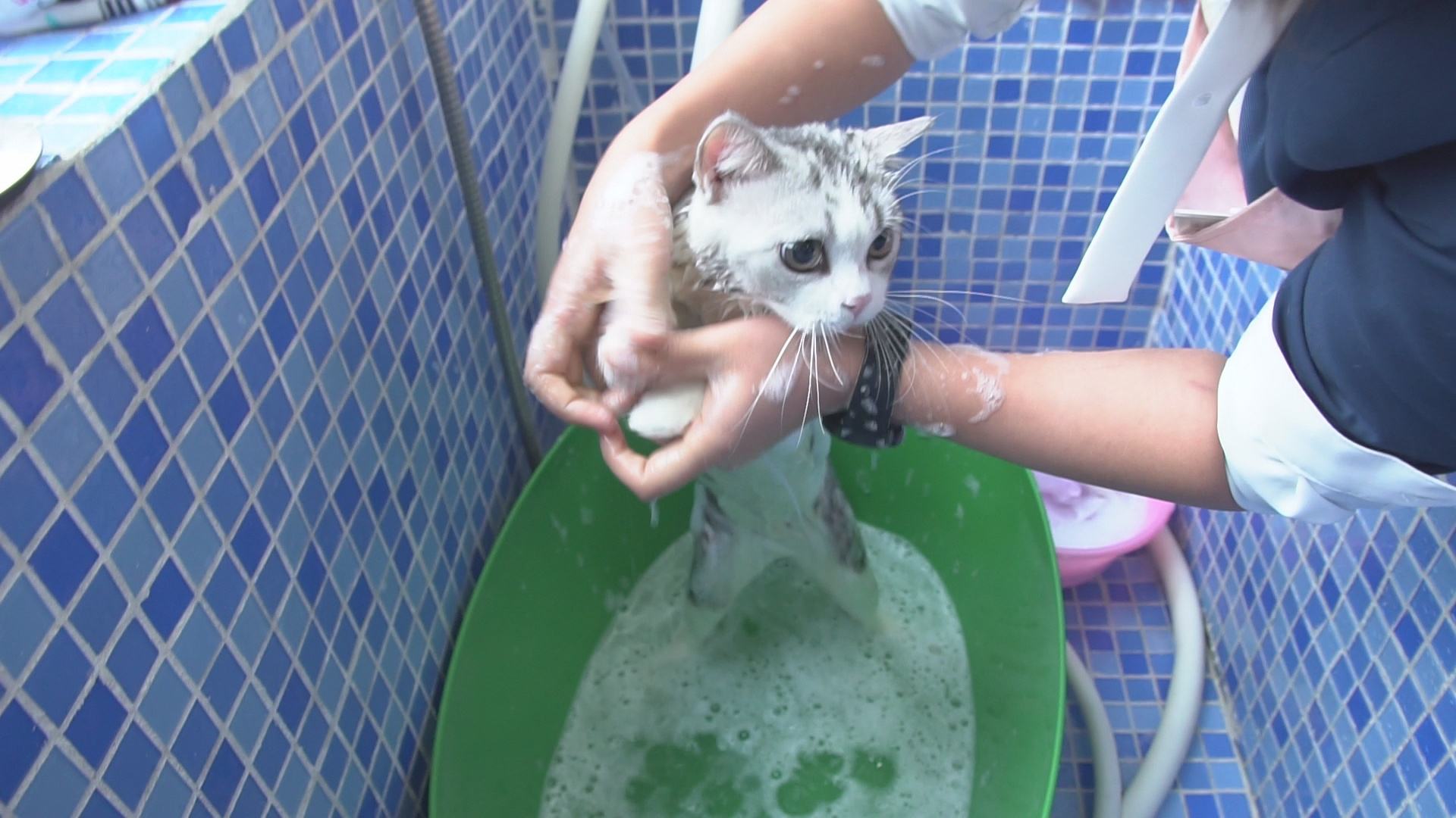 没打疫苗的猫可以洗澡么