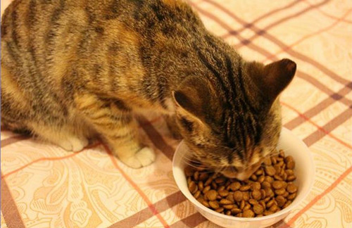 猫咪多大可以吃猫粮