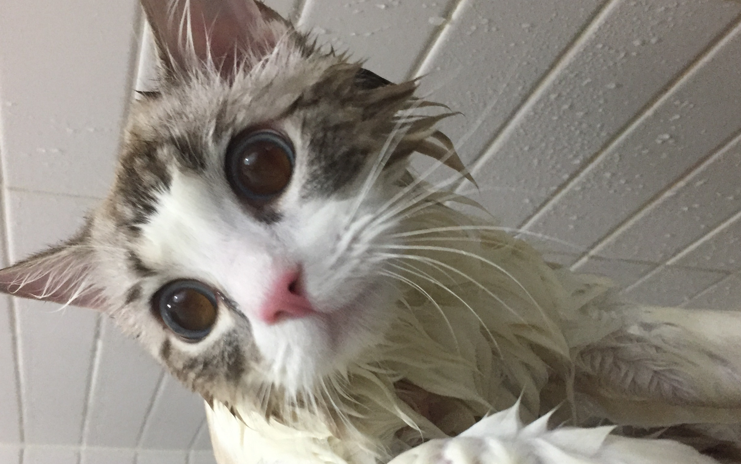 两个月的猫能洗澡吗