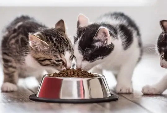 四个月猫咪一天吃多少