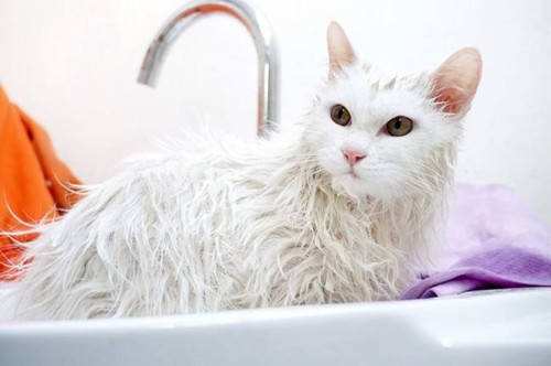 小猫咪可以洗澡吗