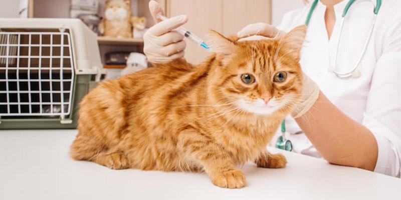 没打疫苗的猫可以洗澡么