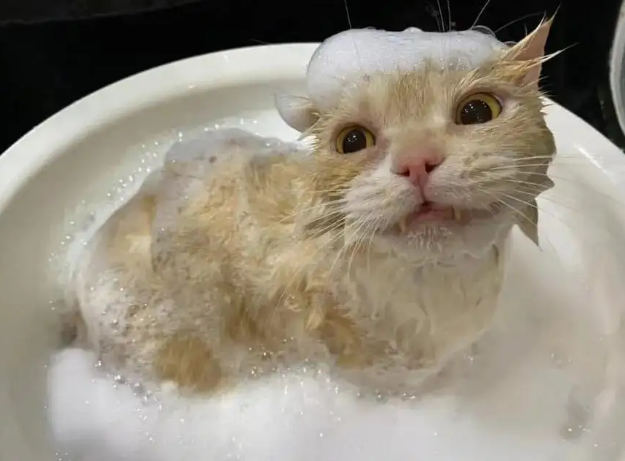 多大的小猫可以洗澡