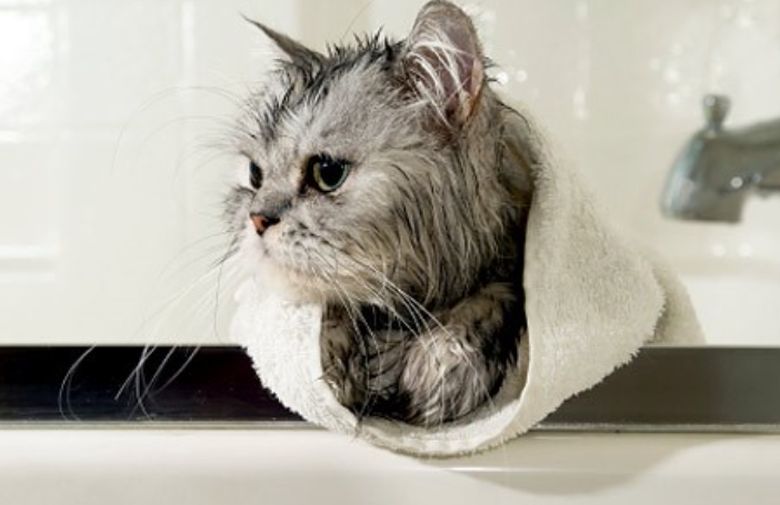 猫咪一周洗一次澡算不算频繁
