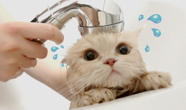 小猫可以用人的沐浴露洗澡吗