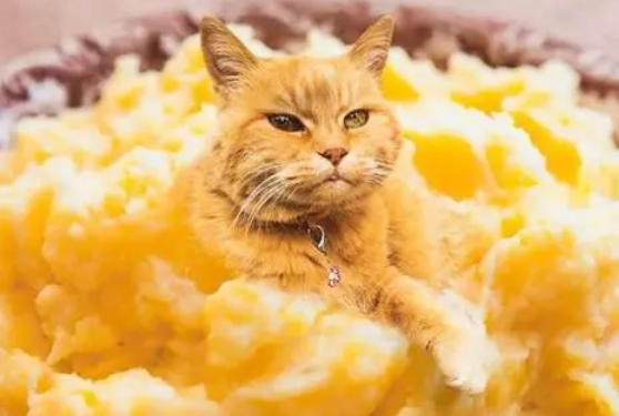 猫咪可以吃土豆吗