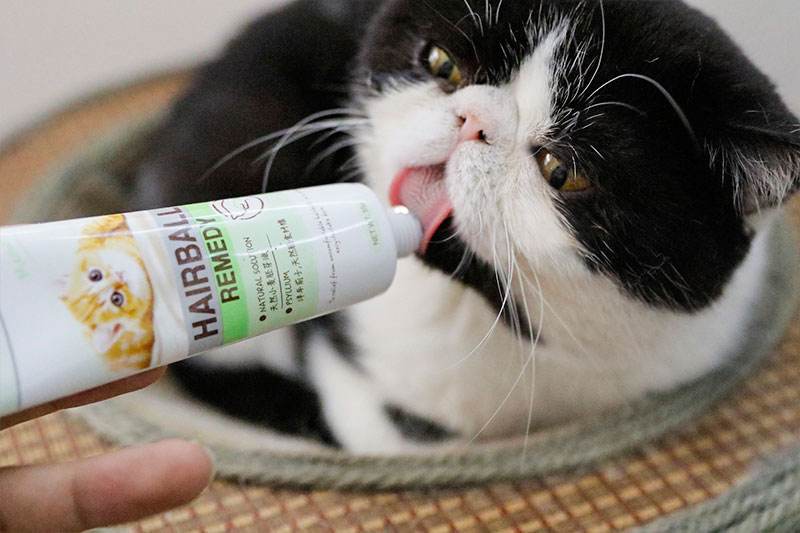 猫多大可以吃化毛膏