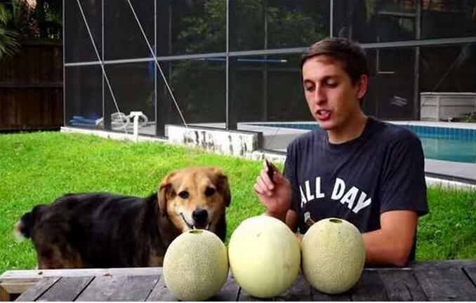 狗狗能吃香瓜吗