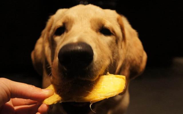 狗可以吃芒果吗?为什么