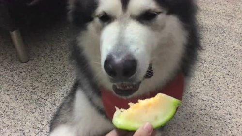 狗可以吃哈密瓜吗?为什么