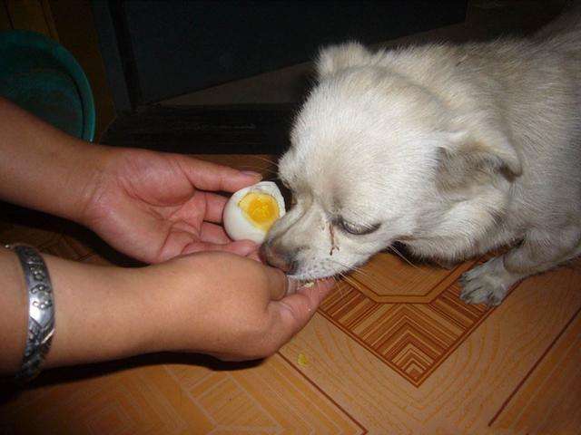 狗狗可以吃蛋黄吗