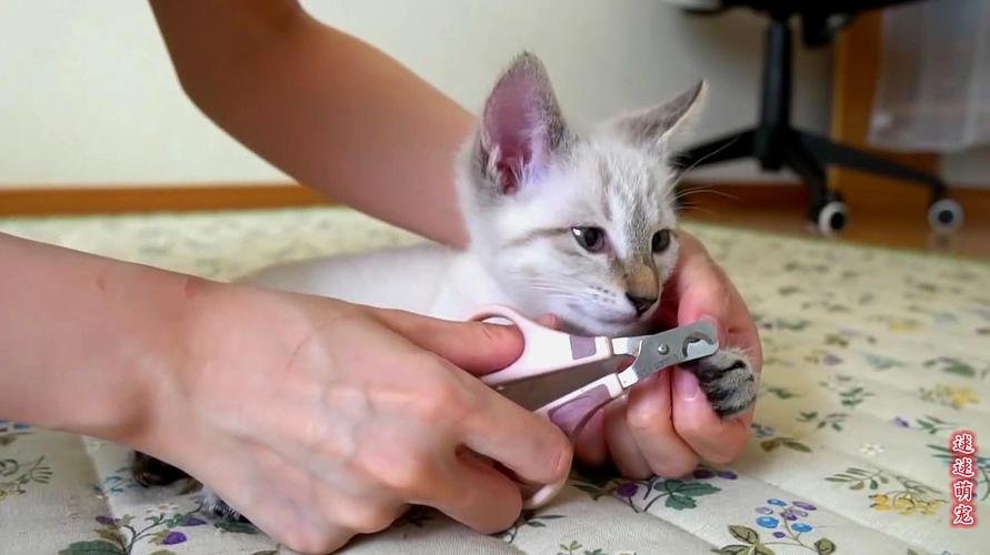 1个月小猫可以剪指甲吗