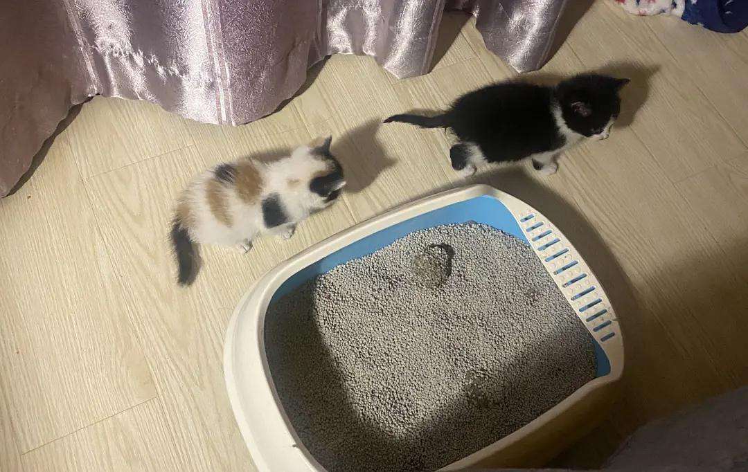 两只猫能在一个猫砂盆里拉屎吗