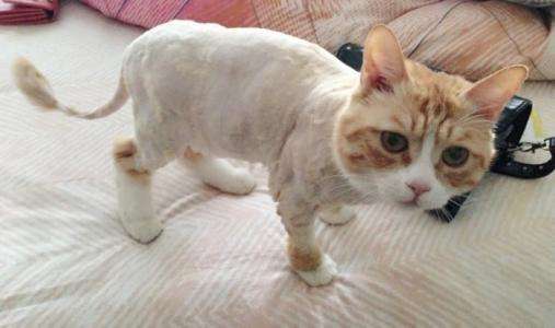猫咪夏天掉毛严重可以剃毛吗