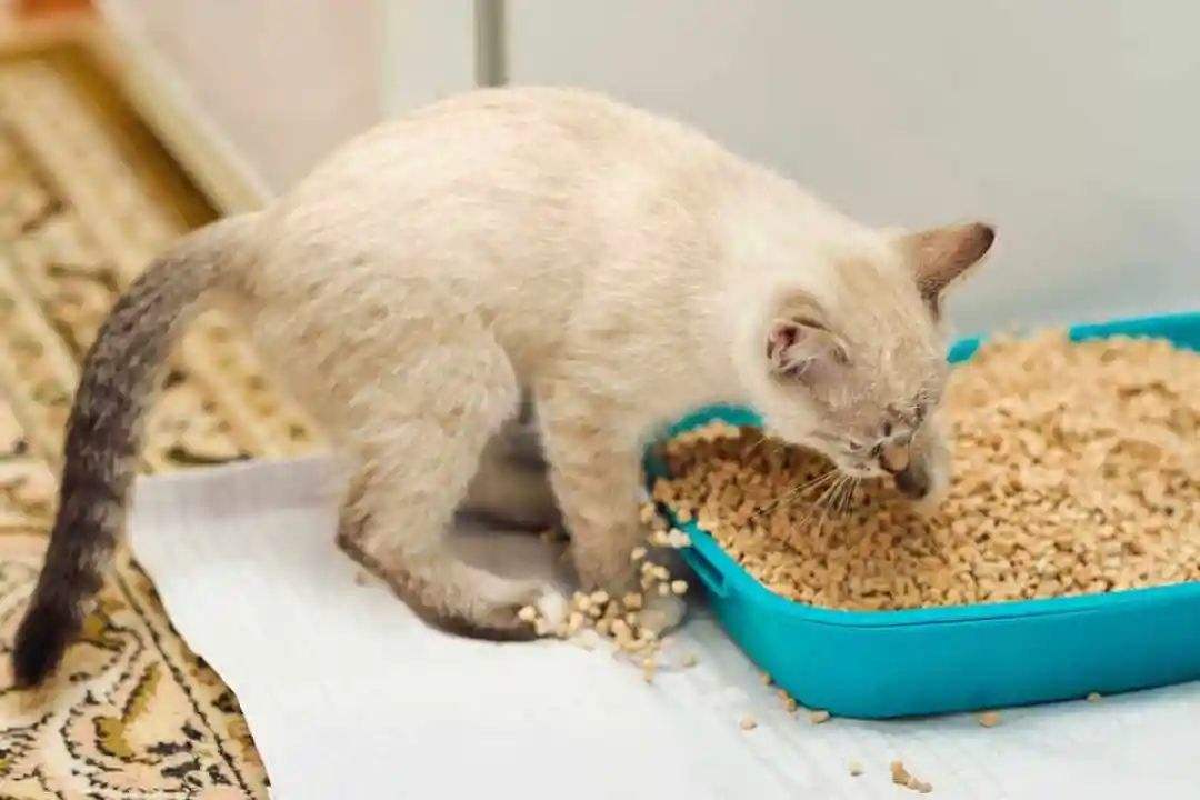 幼猫误食猫砂会有什么症状
