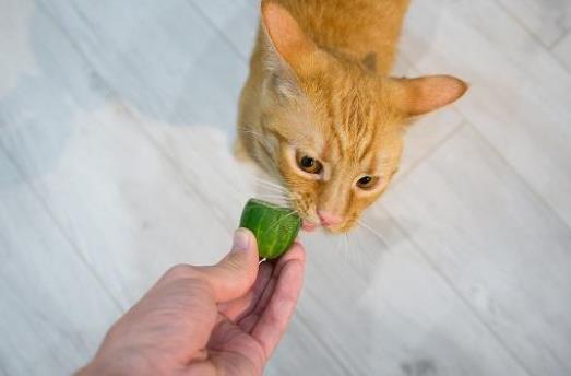 猫能吃黄瓜吗为什么